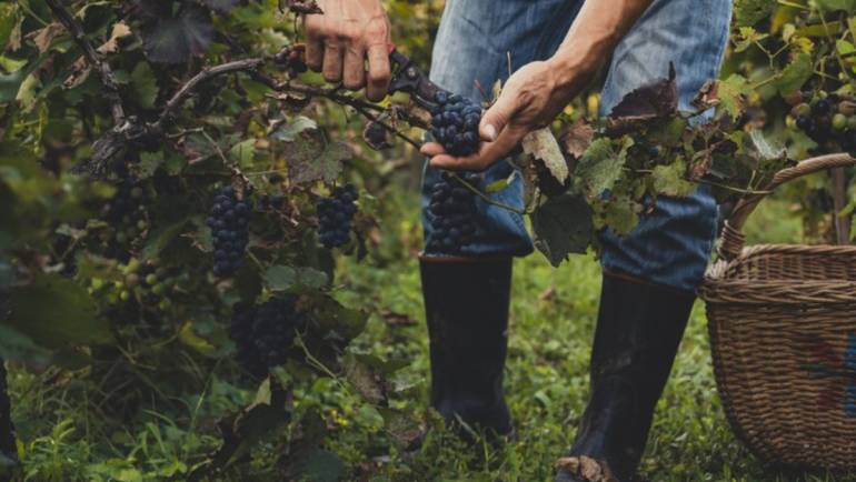 Produtores de uvas e vinhos devem se cadastrar até maio em novo sistema do Mapa