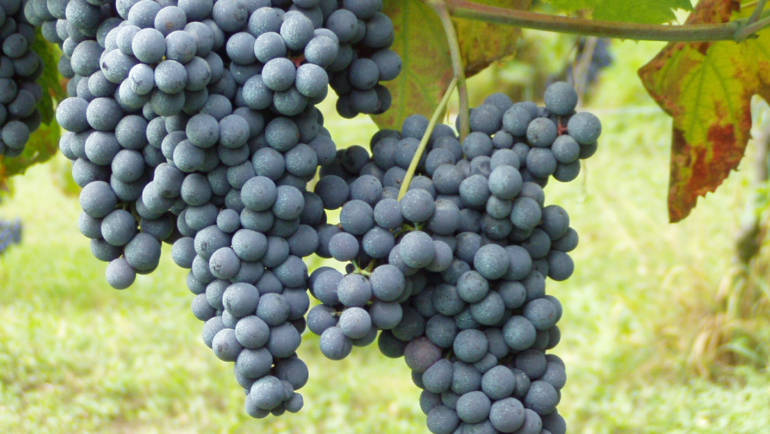 Uva Nebbiolo: conheça mais sobre a rainha do Piemonte e seus vinhos