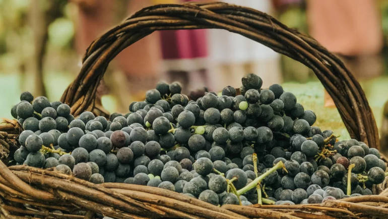 Tempo de vindima: saiba como é o período de colheita das uvas