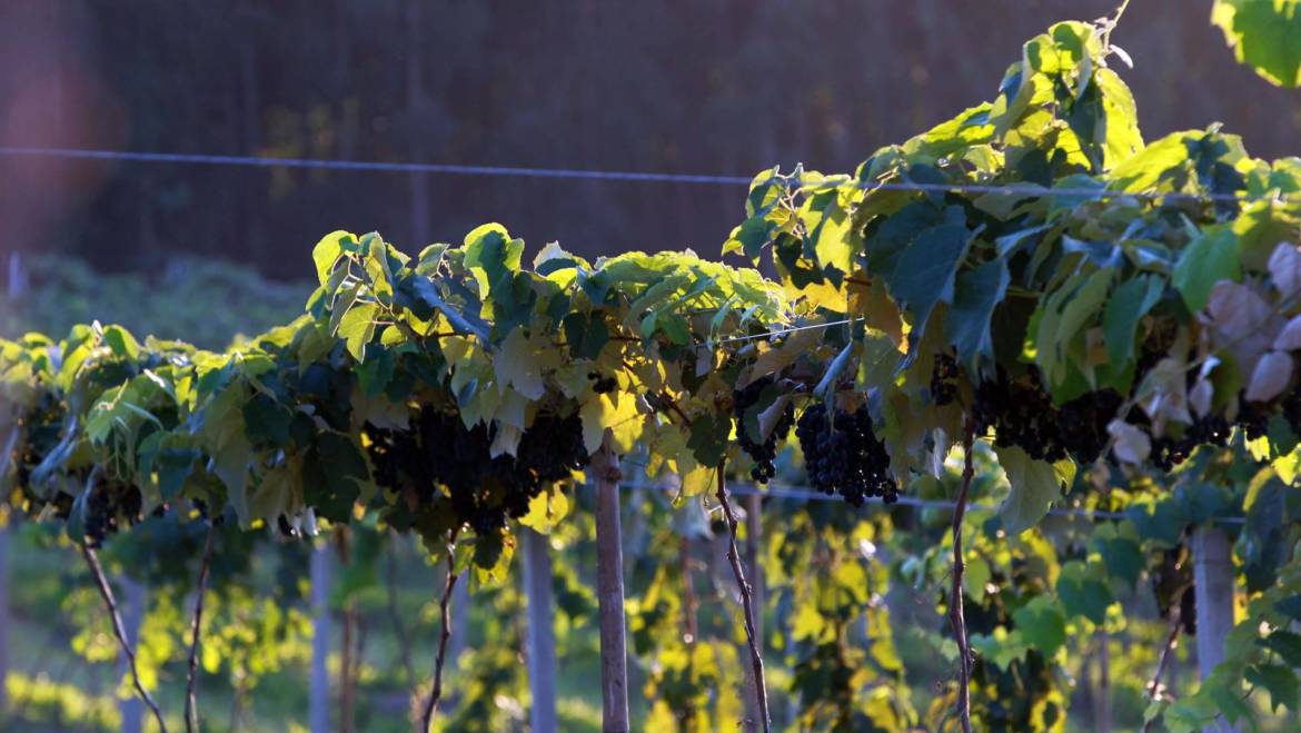 Venda de vinhos brasileiros cresce 34% no primeiro quadrimestre de 2021