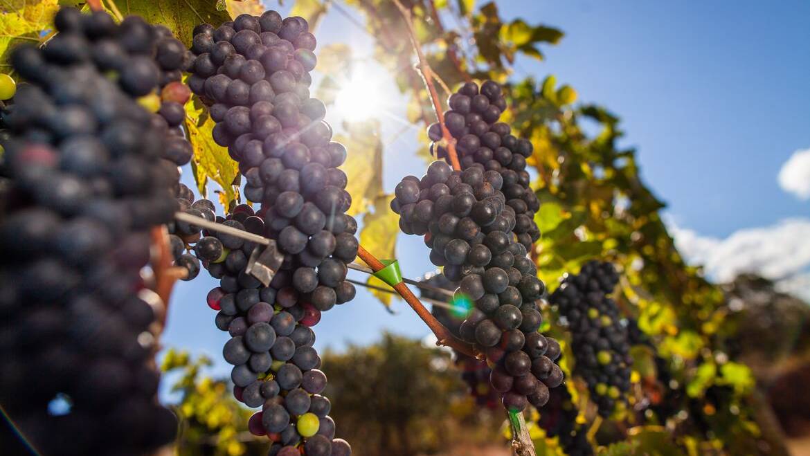 Capital do vinho brasileiro recebe feira internacional com vinícolas de 20 países