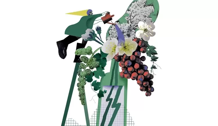 Vinhos brasileiros em ascensão: o crescimento e o potencial do mercado nacional